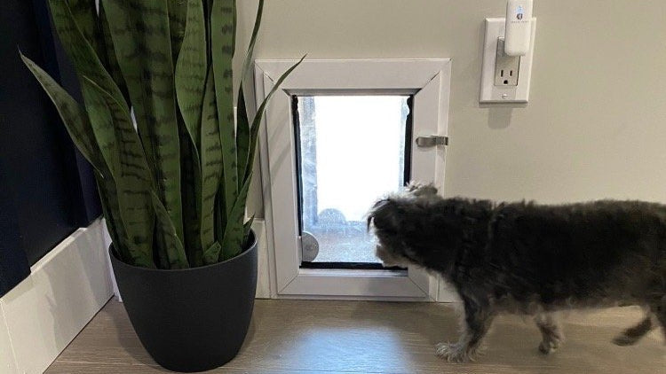 How to Choose the Right Pet Door Size for Your Dog and Home