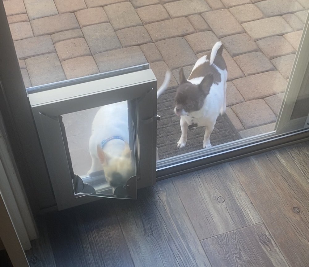 Sliding Glass Model Pet Doors