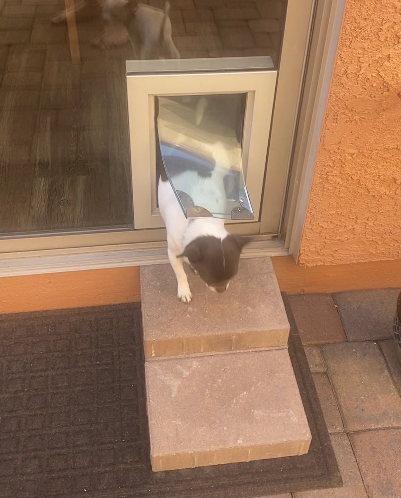 Sliding Glass Model Pet Doors